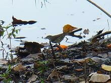 Northern Waterthrush